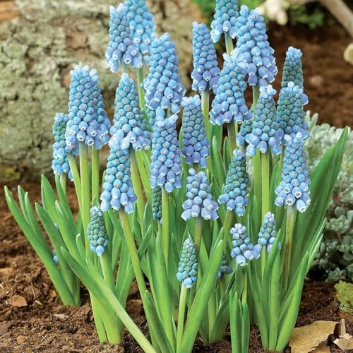 Bellissimo Giacinto bulbi,Piante perenni,Giacinto pianta vera,resistenti al freddo,Tagliare,Facile da curare(non artificiali)-6 bulbi-B