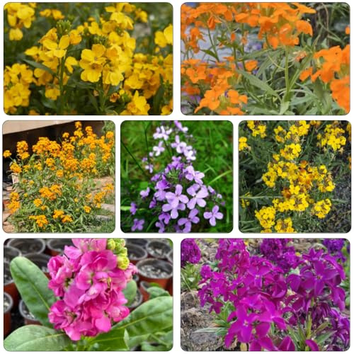 semillas de alhelí - Cheiranthus semillas de silvestres perennes resistentes jardín colgantes perennes balcón primavera jardín del balcón silvestres 35pcs