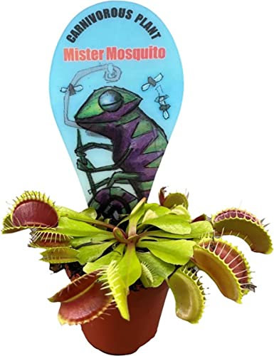 Planta Carnívora Natural Dionaea Muscipula Planta Que Come Moscas