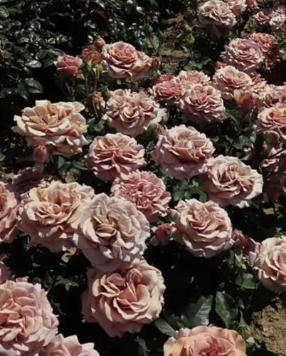 Gorgeous Plant Call Mocha Hybrid Tea Bush Rose Plant in a 3/4 Litre Pot - Garden Rose, Gift Rose Plant