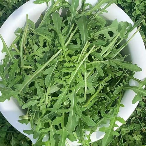 rucola samen winterhart - rucola pflanzen frisch samen, winterharte pflanzen für garten, gemüsesamen & -pflanzen rucolasamen bio mehrjährig, saatgut gemüse, seltene pflanzen saatgut 50pcs