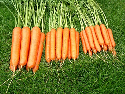 Economy - Carrot - Sweet Candle F1-200 Seeds - Economy Size