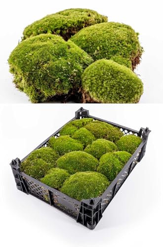 Generisch Moos Kiste 40x30x8 cm frisches Premium Kugelmoos, echtes Natur Moos Dekomoos Bollenmoos Hügelmoos Mooskissen bestellen Kissen Kugeln Deko echtes Moss kaufen