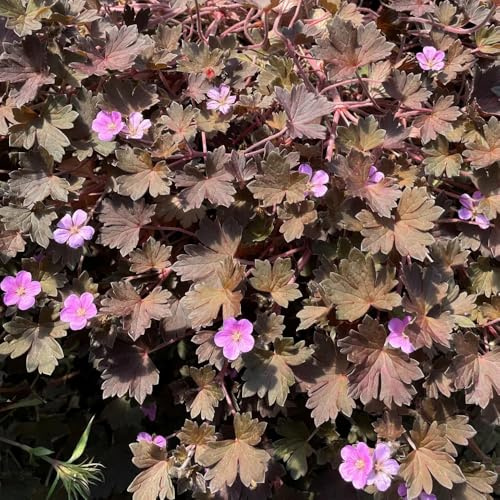 Semi di Geranio, giardino Geranio wilfordii, serre da balcone semi di selvatici autunnali vecchie varietà semi di decorazione 150pcs