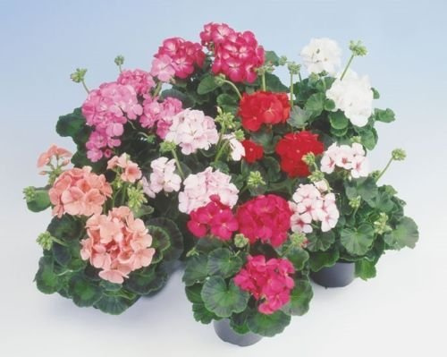 Serie Apache Geranio 10 Semillas Nueva entrada Este año antes de la floración de crecimiento compacto