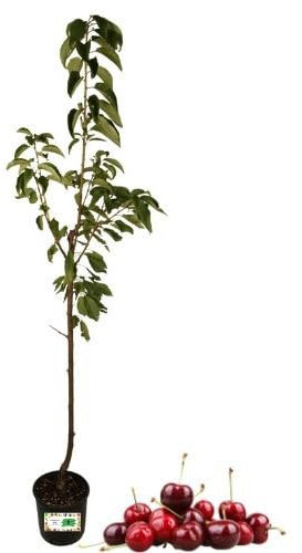 P. Piantine da Orto | Ciliegio Mora di Cazzano, Pianta in Vaso Diametro 22 cm, Pianta da Frutto in Vaso, Pianta Vera da Esterno, Giardino o Vaso in Terrazza, Vivaio Italiano