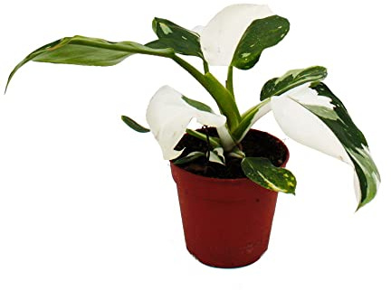 Exotenherz – Philodendron vit prinsessa – vit-grön trädvän – 12 cm kruka