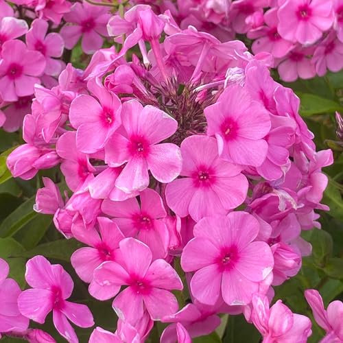 Phlox Famous Pink - Hardy Perennial Plant for Garden Borders and Pots - Vibrant Pink Blooms - Ideal for Outdoor Spaces and Landscapes (9cm Pot, 10-20cm)