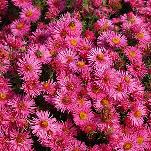 Blumixx Stauden Aster novae-angliae 'Alma Pötschke' – Raublattaster lachsrot blühend, winterhart, für Bienen, im 1L Topf – Herbstblüher für Beet & Garten
