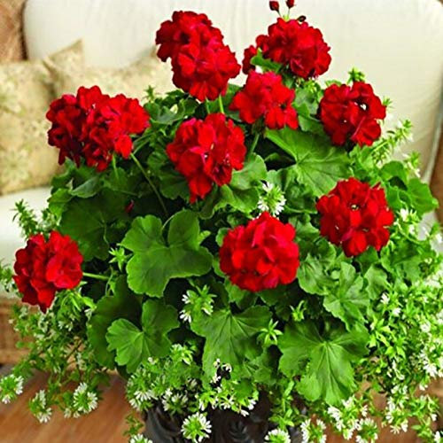 100 Stück Rote Geranie Samen, Blumen Samen für Garten und Balkon,Ideale Garten Pflanzen, Balkon Pflanzen & Kübelpflanzen,100Pcs Red Geranium Seeds