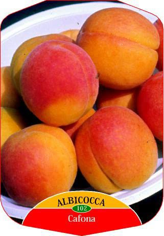 Vivaio Garden Forest Albicocco Cafona Prunus Armeniaca (Rosaceae), Pianta da Frutto, Frutta, Pianta vera, Albicocca Campania, Ottima produttività, Polpa morbida, Albero da frutto