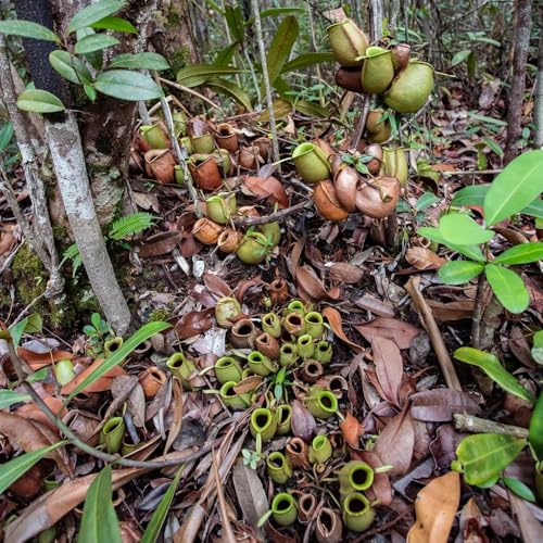 NepenthesSamen, Nepenthes mirabilis, balkon winterhart Fleischfressende Kannenpflanze, deko wohnzimmer, kübelpflanzen fleischfressende 30pcs