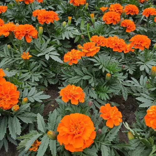 semi di tagete - biologici per esterno Giardino roccioso, resistenti il pieno sole giardino roccioso raro 1500pcs
