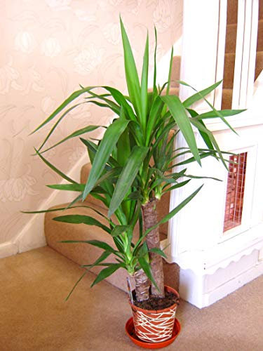Grandes plantas de casa tradicionales de hoja perenne en maceta con decoración de línea metálica entrelazada, doble yuca