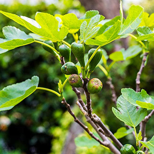 Fig Garden Fruit Tree Patio Plant Easy to Grow Your Own Hardy Shrub, Self-Fertile Variety Producing Heavy Crops of Sweet Juicy Figs 2 x 9cm Ficus Carica Brown Turkey by Thompson & Morgan