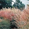 zumari 120 pezzi di semi di fiori di rosa tea ibrida Double Delight di colore blu e marrone