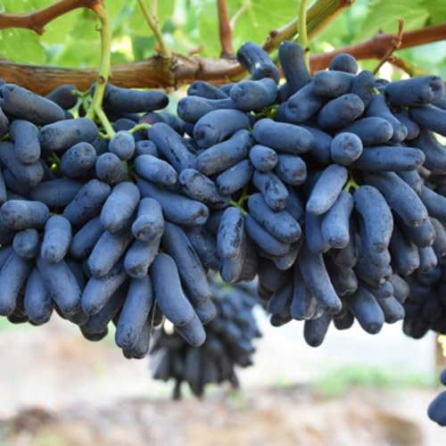 Winterhart Traubenwurzel Pflanze,Tafel-Trauben,Tafeltraube Weintrauben Kernlos Winterhartes,Weinreben Winterhart,Lebende Pflanzen,Weinreben,Trauben Kernlos Pflanzen -2 Weinreben pflanzen-I