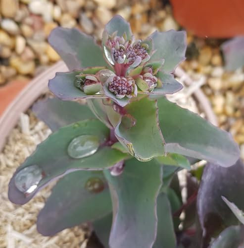 Sedum telephium 'Seduction Hot Rose Dark Stems' / Orpin d'automne/Conteneur de 2 à 2.9 litres/Succulente