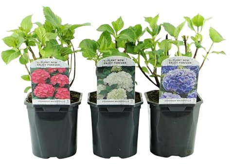 GreenboutiQ - Hortensia - Hydrangea macrophylla Tricolour - Fleurs Bleues, Roses et Blanches - 3 Plantes - Caduc - Peu d'Entretien - Pot 17cm Hauteur 30cm
