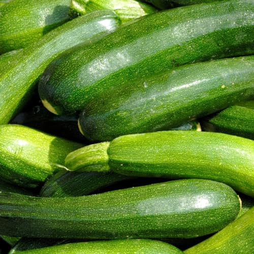 PREMIER SEEDS DIRECT - COURGETTE - Green Bush - 50 Finest Seeds