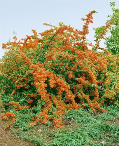 Pyracantha 'Bad Zwischenahn' 40-60 cm - Feuerdorn, weiße Blüten, rote Beeren, Blütezeit Mai-Juni, ideal als Hecke, bienenfreundlich, winterhart
