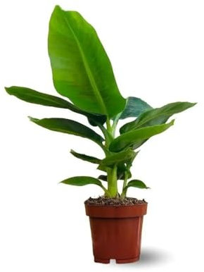 Attitude Jardin - Bananier musa - plante d'intérieur & extérieur - 30-40 cm - ⌀ 12 cm - purificateur d'air