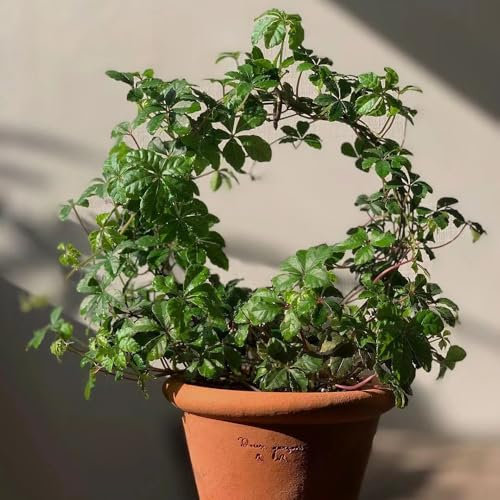 500 Pcs Wilder Wein Winterhart Schnellwachsend Samen - Luftreinigende Zimmerpflanzen Creeper Jungfernrebe Samen, Gartenpflanzen Winterhart Mehrjährig Gartendeko Für Draußen Dekopflanzen