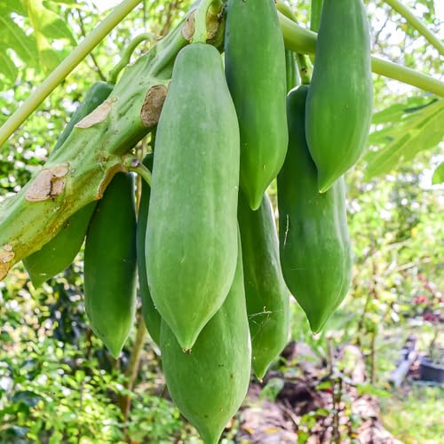Semi di banana indiana,da giardino resistenti da giardino,coltivazione,decorazione giardini esterni resistenti perenni decorativo,facile 30pcs
