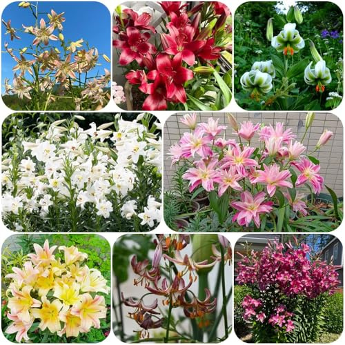 Bulbi di giglio, d'appartamento decorazione da giardino per esterni per luoghi soleggiati da giardino roccioso resistenti 7pcs