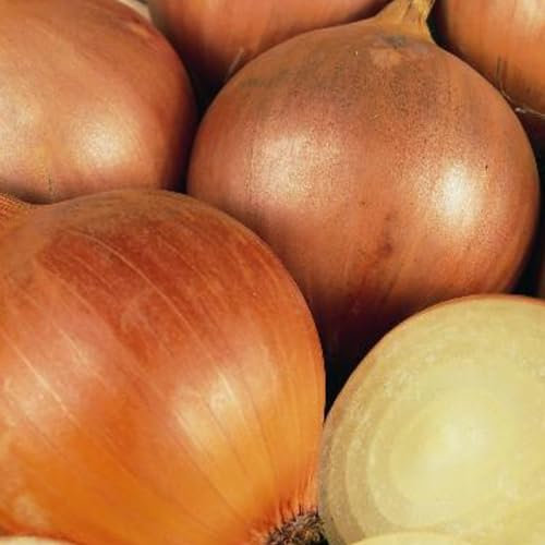 Onion Seeds Armstrong F1 – 140 Fresh Rijnsburger Type Onion Seeds – Plant and Grow Your Own Vegetables Ideal for Garden, Allotment, Large Pots or Containers – Packed in The UK by Meldon Seeds