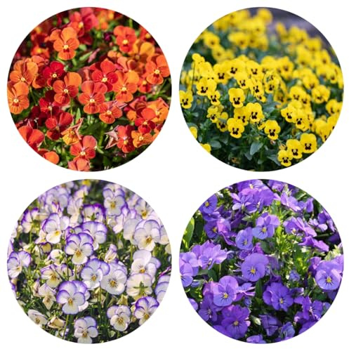 semi di viola del pensiero biologici, rare, decorazione del soggiorno La viola del pensiero resistenti all'esterno, primaverili 50pcs