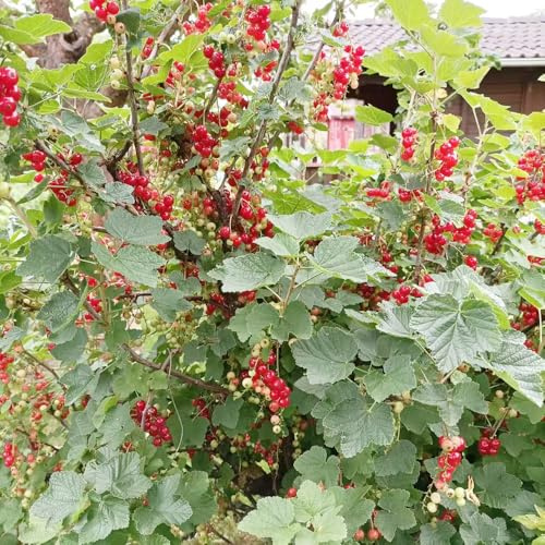 grosellas, espinosas - espaldera resistentes jardín Balcón exótico a prueba de invierno Cultivo de verdes, 550semillas