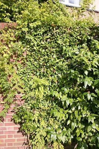 Plant Theory - Hydrangea seemannii seemannii White Flowering Vine Climbing Plant 3L Pot