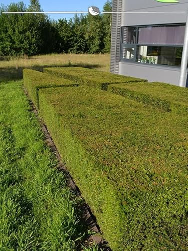 Eibe Taxus baccata 100-120 cm im Topf. 8 Heckenpflanzen: immergrün & winterhart
