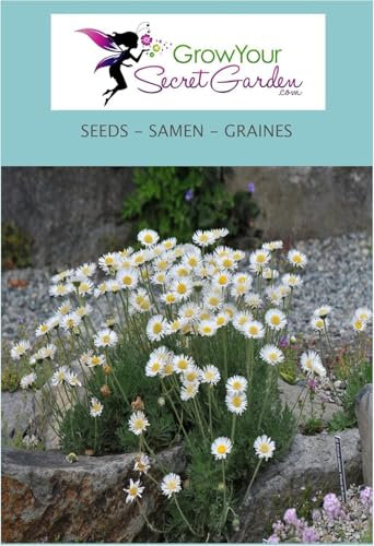 Erigeron karvinskianus - Vergerette 50 Graines,Pâquerette des murailles plante vivace