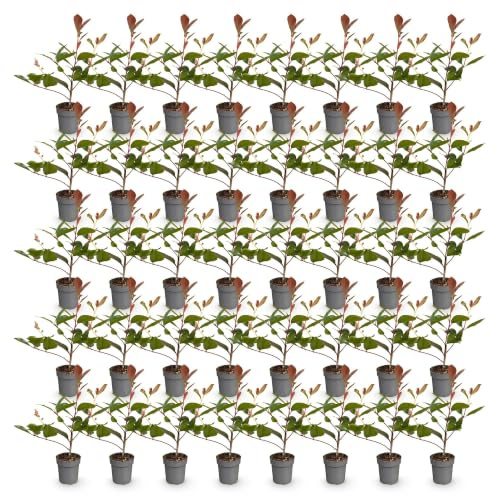 Photinia Fraseri Red Robin, Plantas para Setos, Rojo, Pack de 40, 25-35 cm