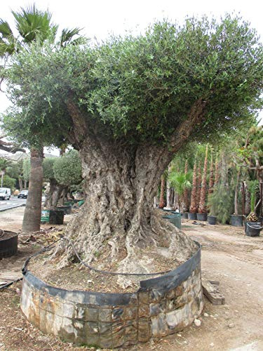 Mediterrano Olivenbaum-Dünger – Der beste Dünger für kräftige Olivenbäume, gesunde Blätter & reiche Ernte – Spezialdünger für Garten & Terrasse. 10 Kg