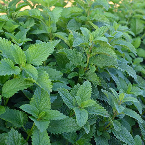 Organic Lemon Balm Seeds - 0.25 Oz ~10000 Seeds - Non-GMO, Certified Organic, Heirloom - Growing Microgreens, Herb Garden - Melissa officinalis