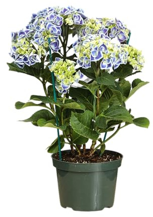 Hortensia Azul en Maceta Planta Decorativa para Jardines y Terrazas