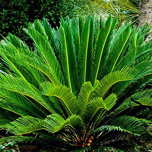 Portal Cool Samen Paket: 2504 Cycas Revoluta Sago Palm Garten Bonsai n Garten Dekoration