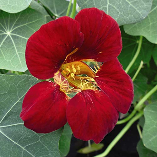 Nasturtium 'Orchid Flame' Seeds Half-Hardy Annual Flower Garden Plant T&M 2019 Flower of the Year Changing Flower Colours 1 x 1 Packet of 20 Seeds Nasturtium 'Orchid Flame' by Thompson and Morgan