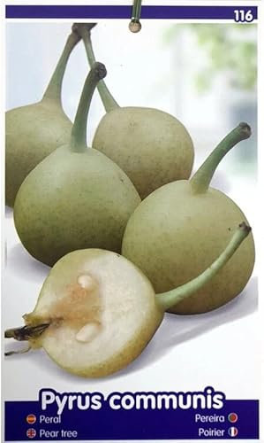 Garden Center Shop | Peral Peretero M25 100 cm | Árbol frutal ornamental y productivo | Ideal para huertos urbanos y jardines pequeños | Fácil de cultivar y decorativo