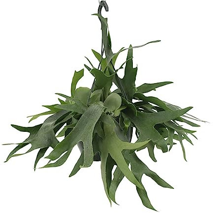 Fougère de cerf - h50cm, Ø21cm - plante d'intérieur tombante