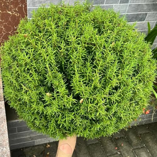 semillas de romero orgánicas, Comprar para decoración otoñal jardín interior para balcón, perennes, 500pcs