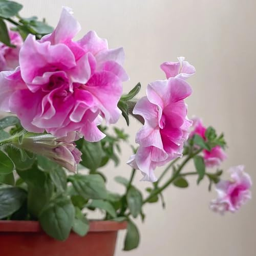 semi di petunia appesi di campo, aiuole rialzate di petunia resistenti all'esterno, primaverili rare, 250pcs