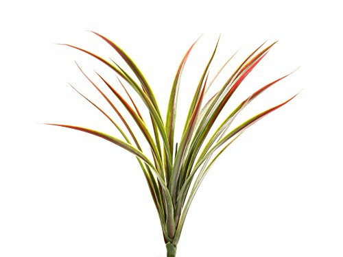 Closer2Nature Artificial 45cm Yucca Plant with Red Tips- Artificial Bedding Plug Plant and Display Range, Decoration Plants for Indoors in Home, Kitchen, Lounge and Office or Outdoor Foliage
