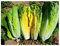 PREMIER SEEDS DIRECT Lettuce - Romaine - Parris Island COS - 1000 Seeds (Organic)