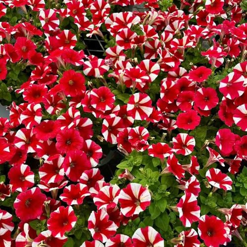 500 pezzi semi di petunia - semi estivi da balcone resistenti perenni balcone selvatici