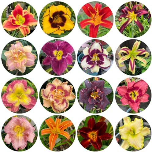 semi perenni resistenti dei daylilies rustiche per giardino, ombra resistenti all'esterno di campo, aiuole rialzate balcone 300pcs