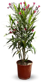 Attitude Jardin - alloro rosa - nerium oleander - 50-60 cm - ⌀ 22 cm - pianta da esterno - fiore rosso